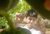 Tarun